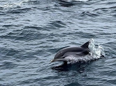 Atlantic ocean dolphins